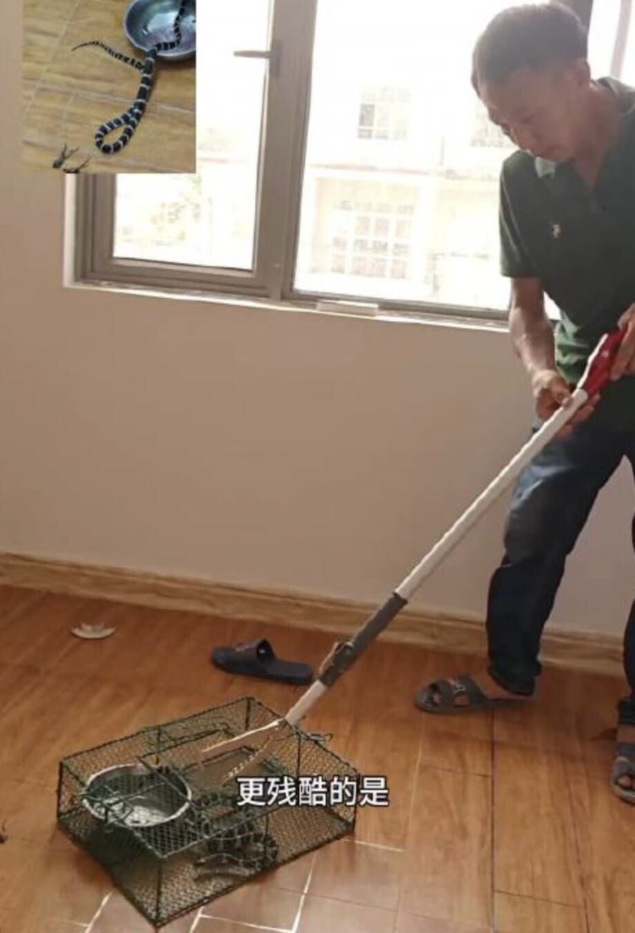 ▲陸59歲網紅直播抓雨傘節被咬,嫌血清太貴未就醫後失蹤。(圖/翻攝瀟湘晨報)