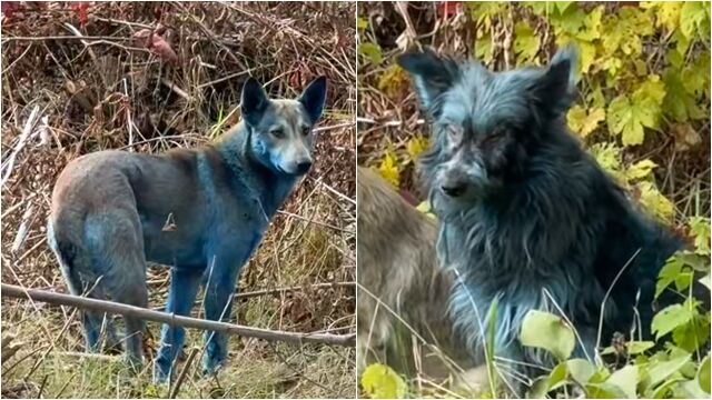 ▲▼不是輻射!車諾比驚見「藍色狗狗」 獸醫推測可能原因。(圖/翻攝TikTok)