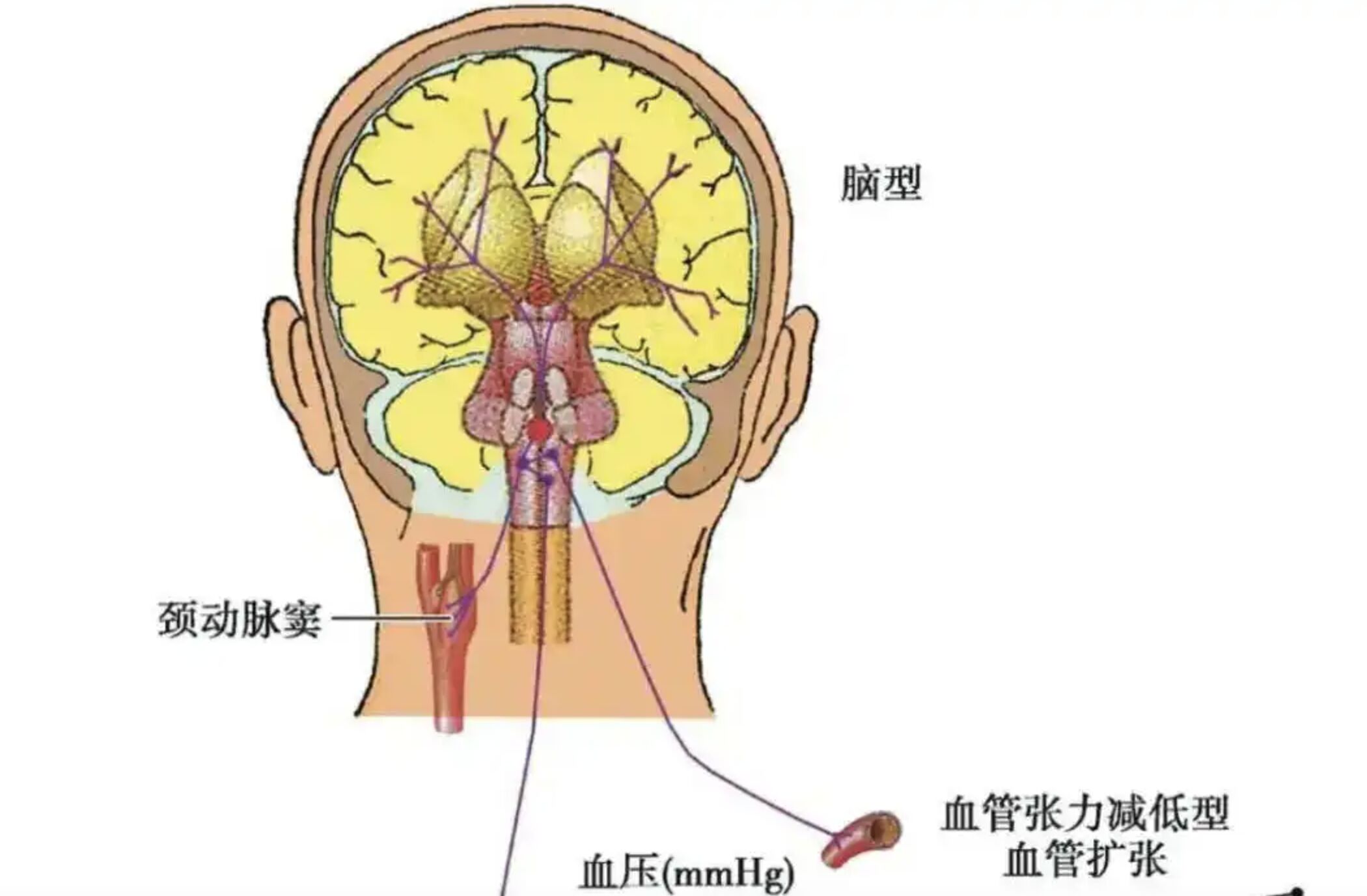 ▲部分群體對「高領衣物」過敏。(圖/翻攝中新網)