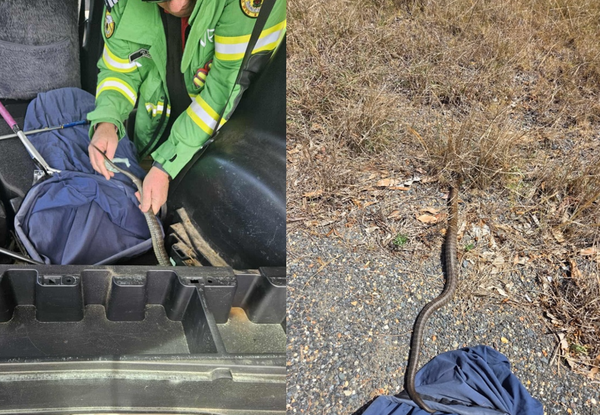 開車突感覺有東西在動 男低頭一看「1.5公尺毒蛇爬腳邊」崩潰。(圖/翻攝自Narooma Rescue Squad - VRA Rescue NSW)