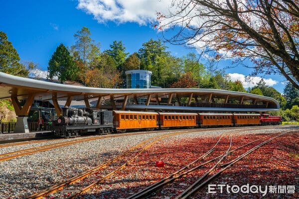 ▲▼ 天涼好個秋!阿里山季節限定蒸機賞楓列車 11月18日開放訂票天氣逐漸轉涼,來山上走走跟秋賞個楓,百年蒸汽火車當嚮導,阿里山賞楓季即將展開! 。(圖/阿里山林鐵提供)