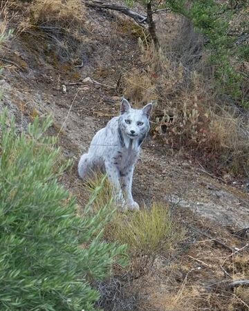 這隻猞猁全身呈淡金偏白,但眼睛的色素並未喪失,因此屬於「白變」。(翻攝IG/@angeliyo_o)