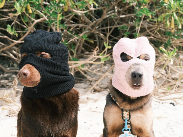 ▲ 香港米克斯「雌雄大盜」偷渡大蛇灣! 萬聖節扮演劫匪:毫無違和。(圖/網友@kenken.themongrel、@gogogochun_提供,請勿隨意翻拍,以免侵權。)