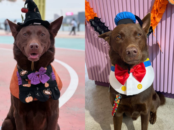 ▲ 香港米克斯「雌雄大盜」偷渡大蛇灣! 萬聖節扮演劫匪:毫無違和。(圖/網友@kenken.themongrel、@gogogochun_提供,請勿隨意翻拍,以免侵權。)