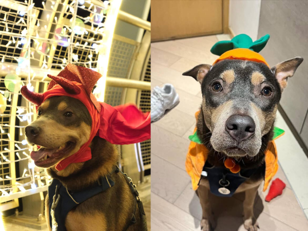 ▲ 香港米克斯「雌雄大盜」偷渡大蛇灣! 萬聖節扮演劫匪:毫無違和。(圖/網友@kenken.themongrel、@gogogochun_提供,請勿隨意翻拍,以免侵權。)