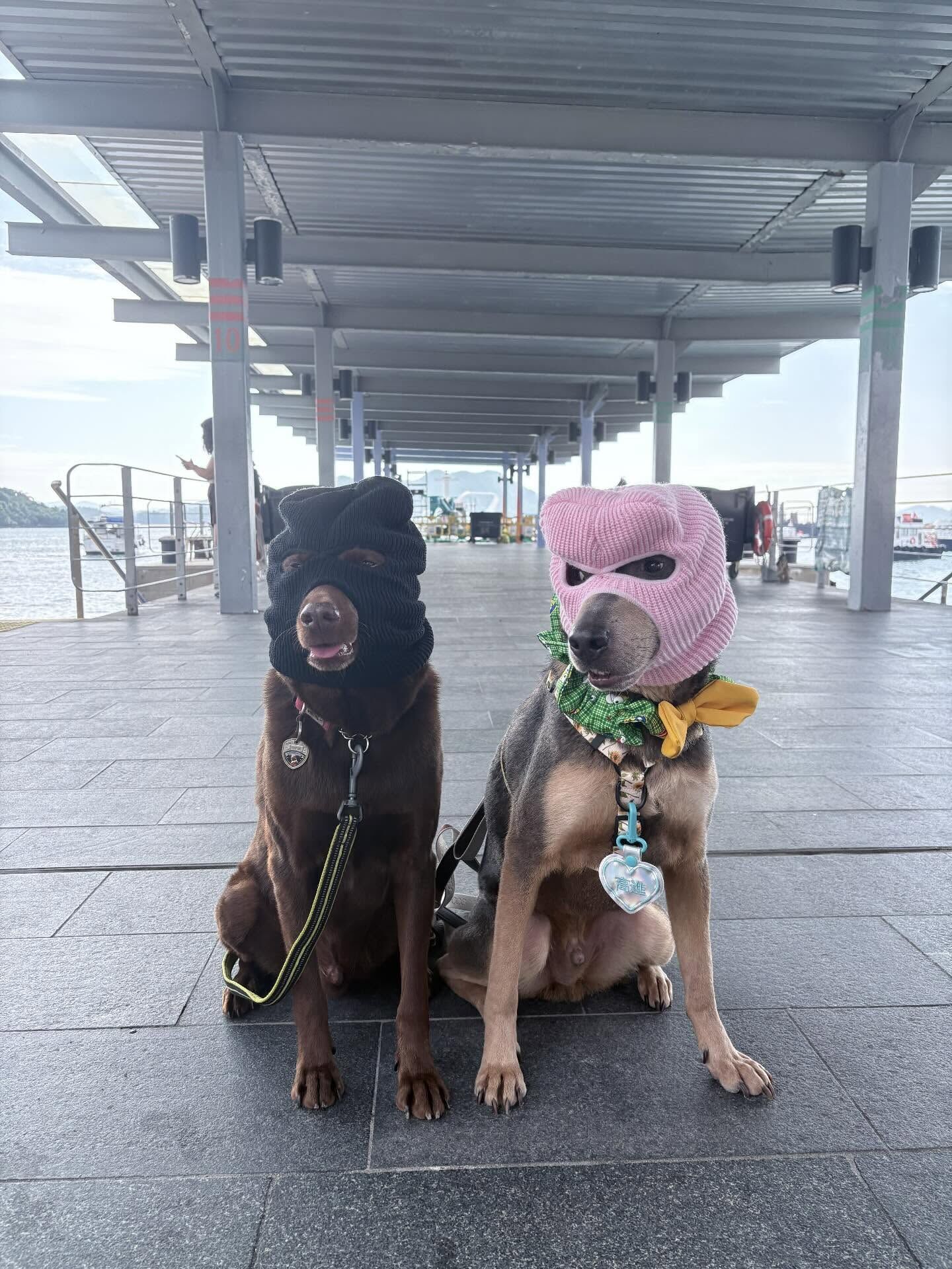 ▲ 香港米克斯「雌雄大盜」偷渡大蛇灣! 萬聖節扮演劫匪:毫無違和。(圖/網友@kenken.themongrel、@gogogochun_提供,請勿隨意翻拍,以免侵權。)