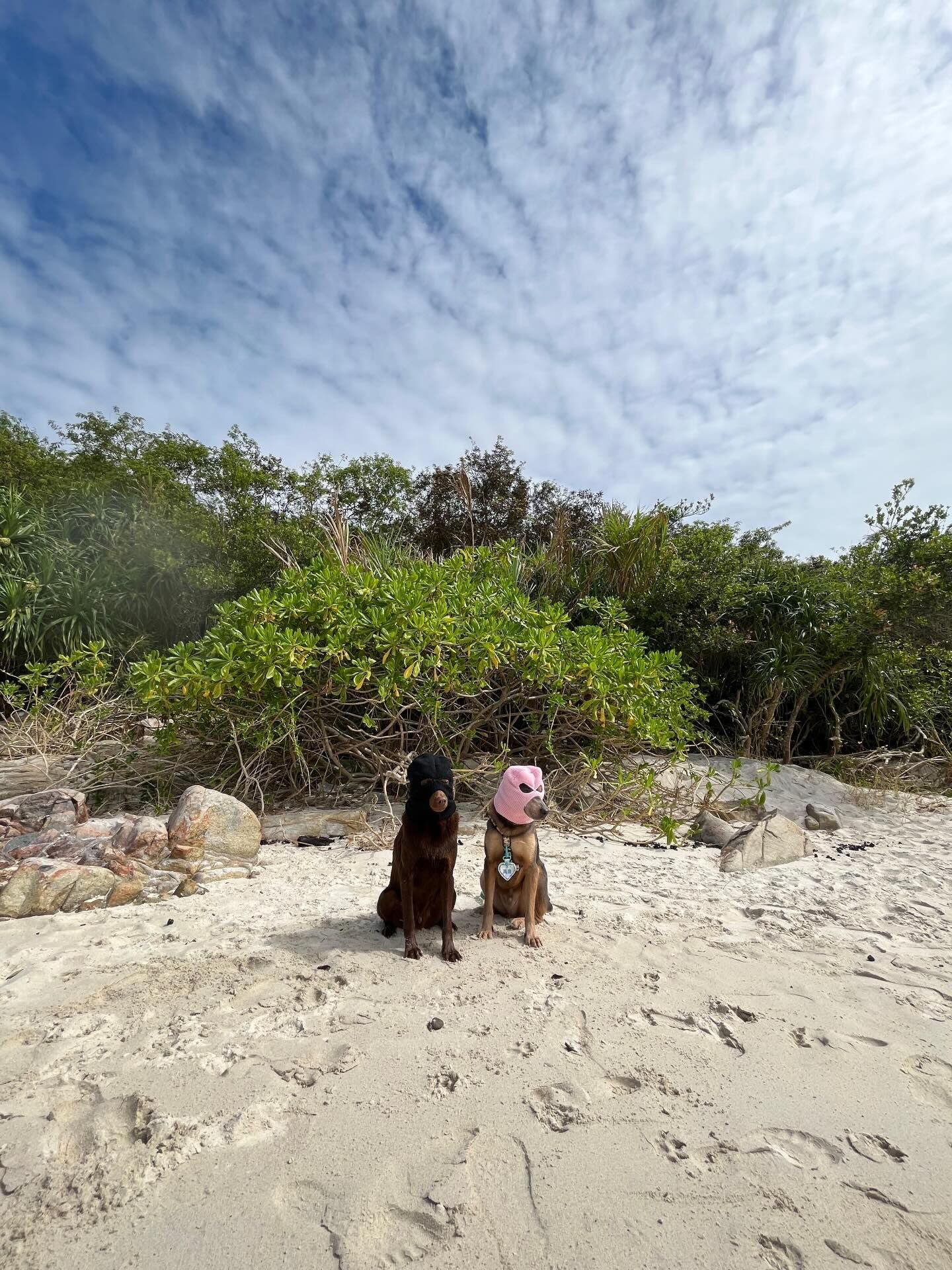 ▲ 香港米克斯「雌雄大盜」偷渡大蛇灣! 萬聖節扮演劫匪:毫無違和。(圖/網友@kenken.themongrel、@gogogochun_提供,請勿隨意翻拍,以免侵權。)