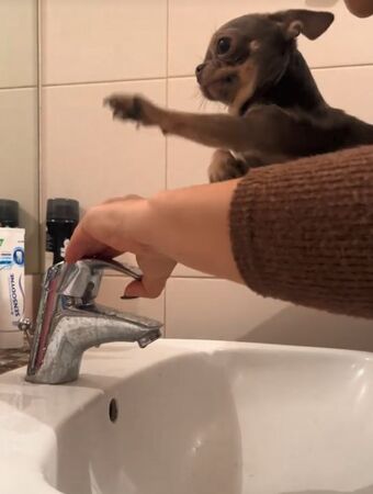 ▲。(圖/翻攝自TikTok/@mini__tesoro)