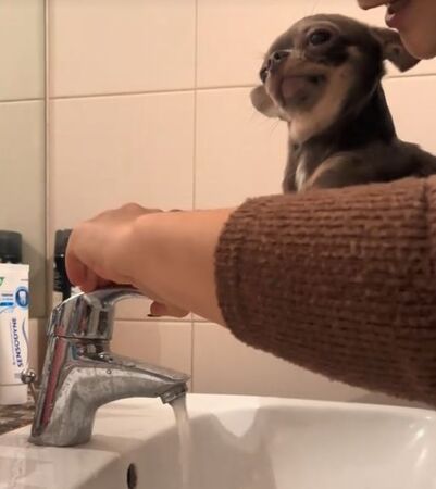 ▲。(圖/翻攝自TikTok/@mini__tesoro)