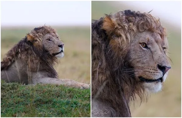 恩祖里擁有一頭美麗捲翹的鬈毛。(翻攝IG/@silent_whispers.photography)