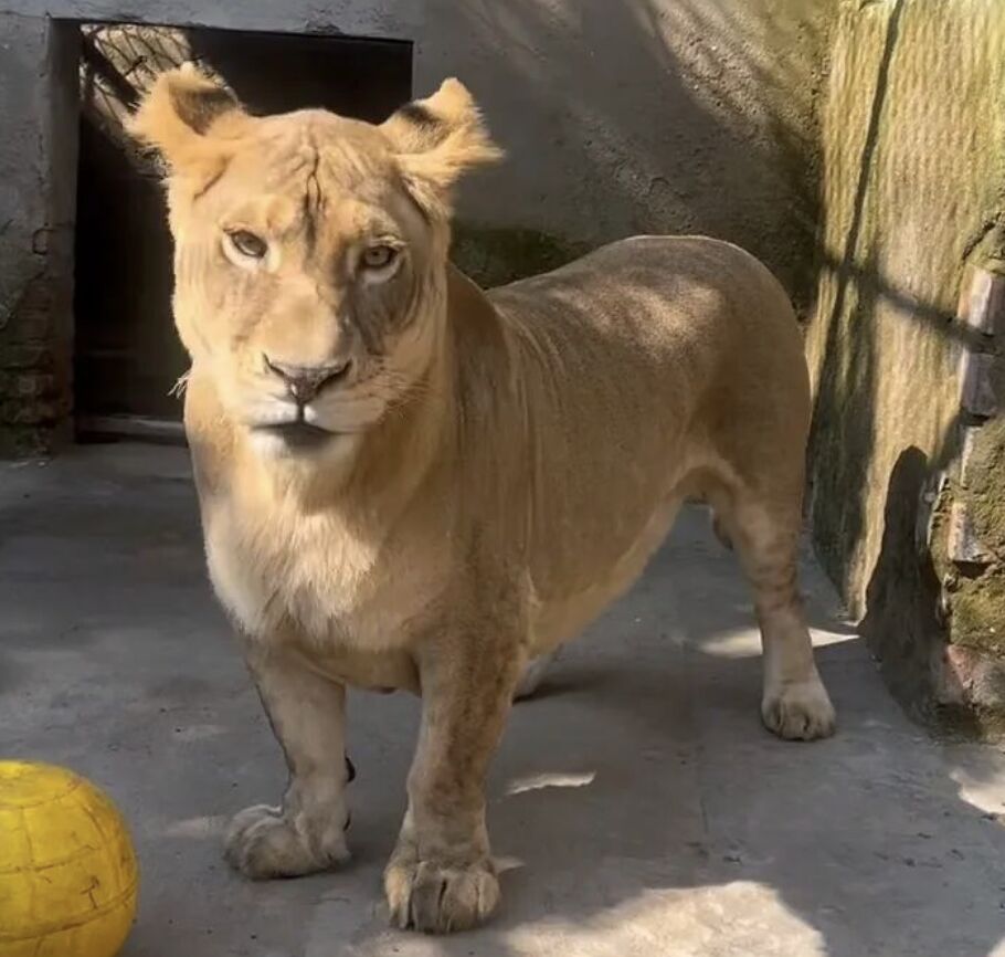 ▲非洲獅「柯基」。(圖/翻攝極目新聞)
