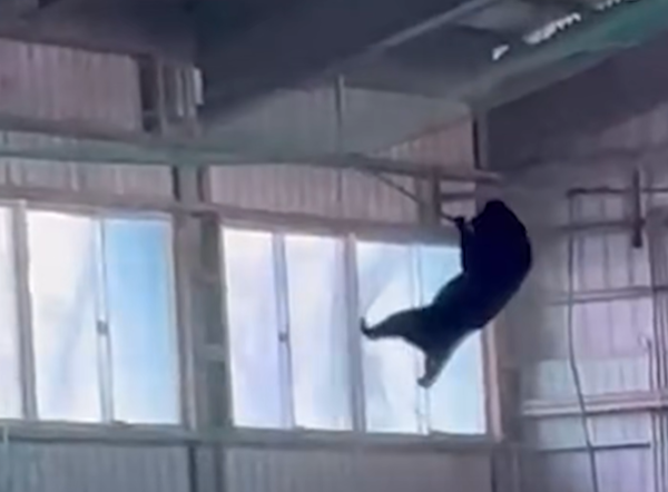 山形縣山形高中熊吊單槓。(圖/翻攝自每日新聞映像)