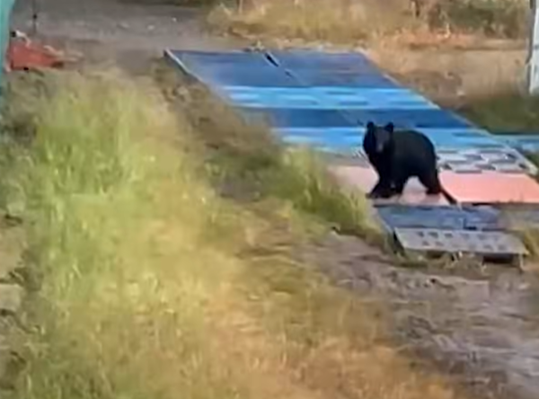 山形縣山形高中熊吊單槓。(圖/翻攝自每日新聞映像)