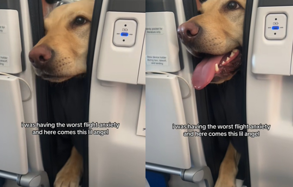 女超怕搭飛機遇最暖救援 前座「四腳乘客」伸掌給安慰:還好嗎。(圖/翻攝自TikTok/sophie444.jpg)