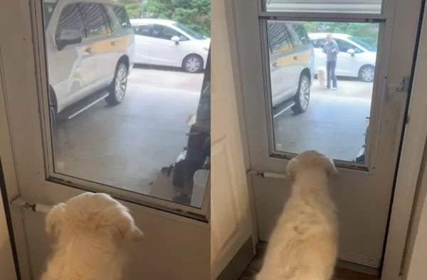 主人收養新家人 黃金獵犬發現是「收容所好兄弟」超暖反應爆紅。(圖/翻攝自TikTok/cashmoney_ashh)