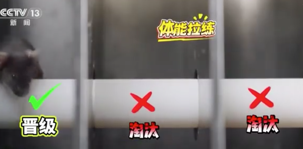 ▲▼ 神舟二十號帶太空鼠            。(圖/翻攝 央視)