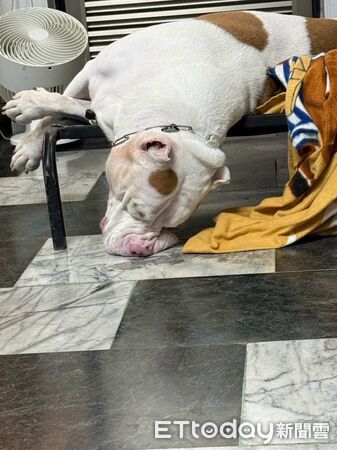 惡霸犬撞飛門。(圖/Threads@susicoffeeroaster提供)