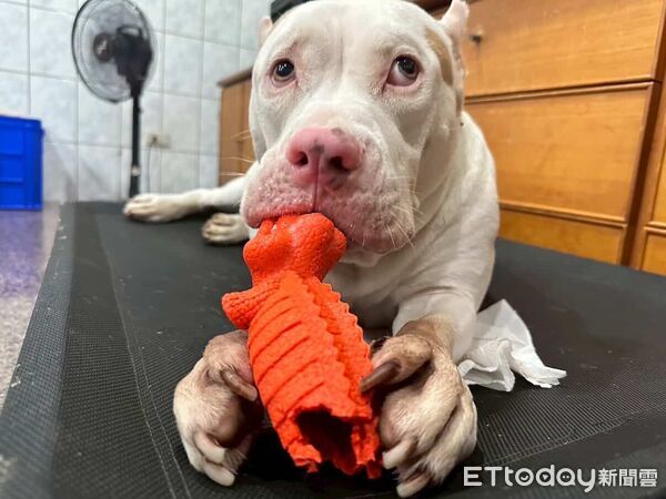 惡霸犬撞飛門。(圖/Threads@susicoffeeroaster提供)