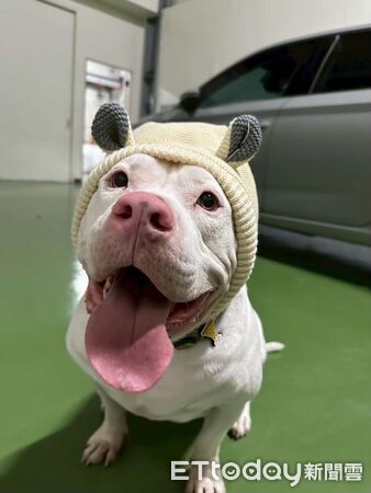 惡霸犬撞飛門。(圖/Threads@susicoffeeroaster提供)