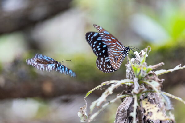 ▲▼天成逸旅-蝴蝶谷。(圖/業者提供)