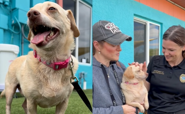 吉娃娃失蹤5年「距家836公里」被尋獲 主人開心尋回:還長胖了。(圖/翻攝自Facebook/County of Volusia)