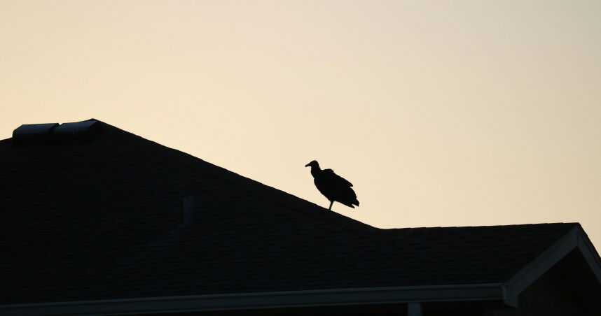 氣候變遷!美黑禿鷹北遷「牧場慘遭襲」 小牛活生生被吃掉