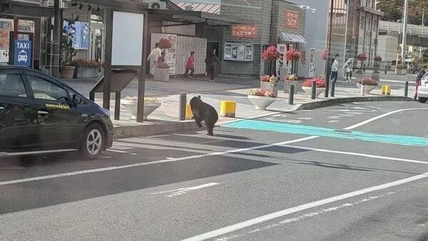 日本今年熊害頻傳,現在連人來人往的市區地鐵站前都能見到熊影,圖中地點為岩手縣宮古駛。(翻攝自X)