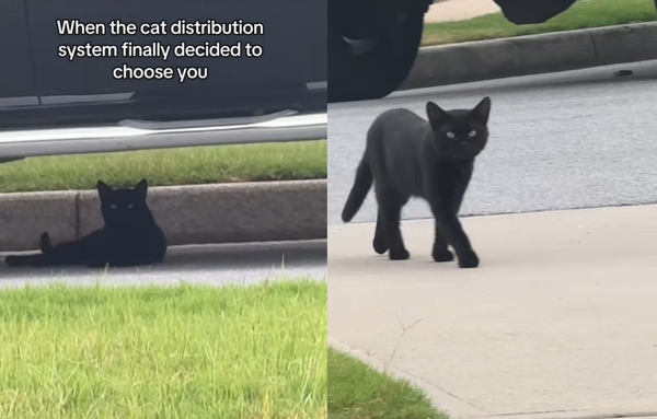 女路邊喵喵叫想收編浪浪 沒想到黑貓竟然聽懂「自己走進她家」。(圖/翻攝自TikTok/princenoxthecat)