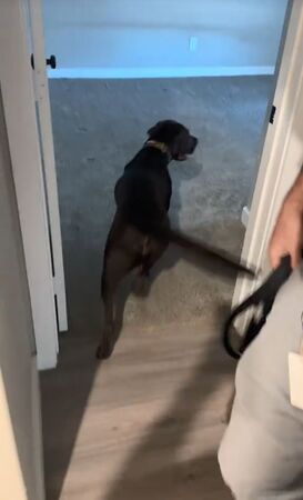 ▲。(圖/翻攝自TikTok/@calamity.janie)