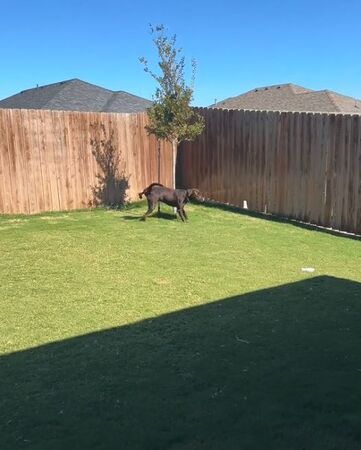 ▲。(圖/翻攝自TikTok/@calamity.janie)