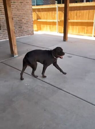 ▲。(圖/翻攝自TikTok/@calamity.janie)