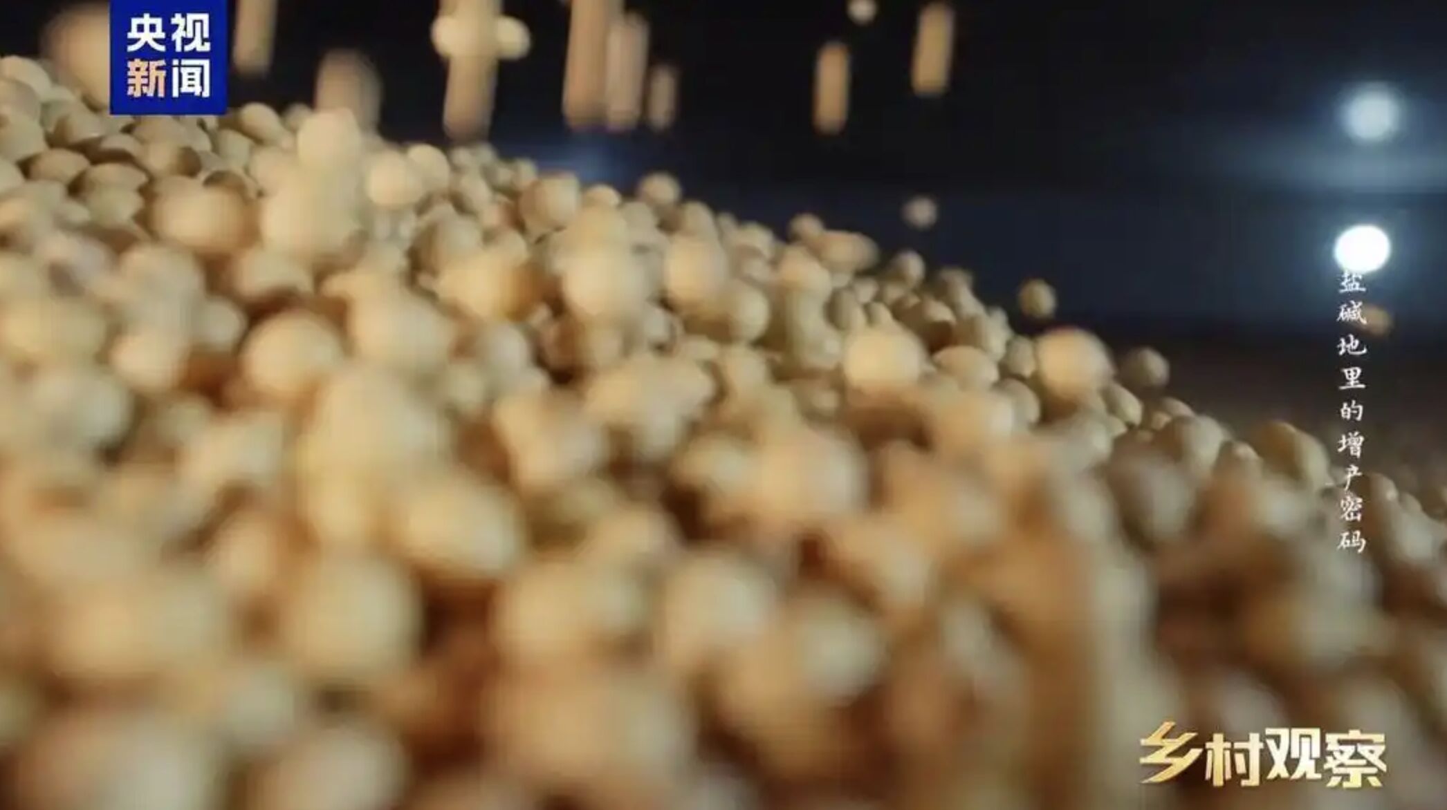 ▲大陸欲擺脫大豆對外依賴,極力在鹽鹼地實驗栽種新品種改良大豆。(圖/翻攝央視)