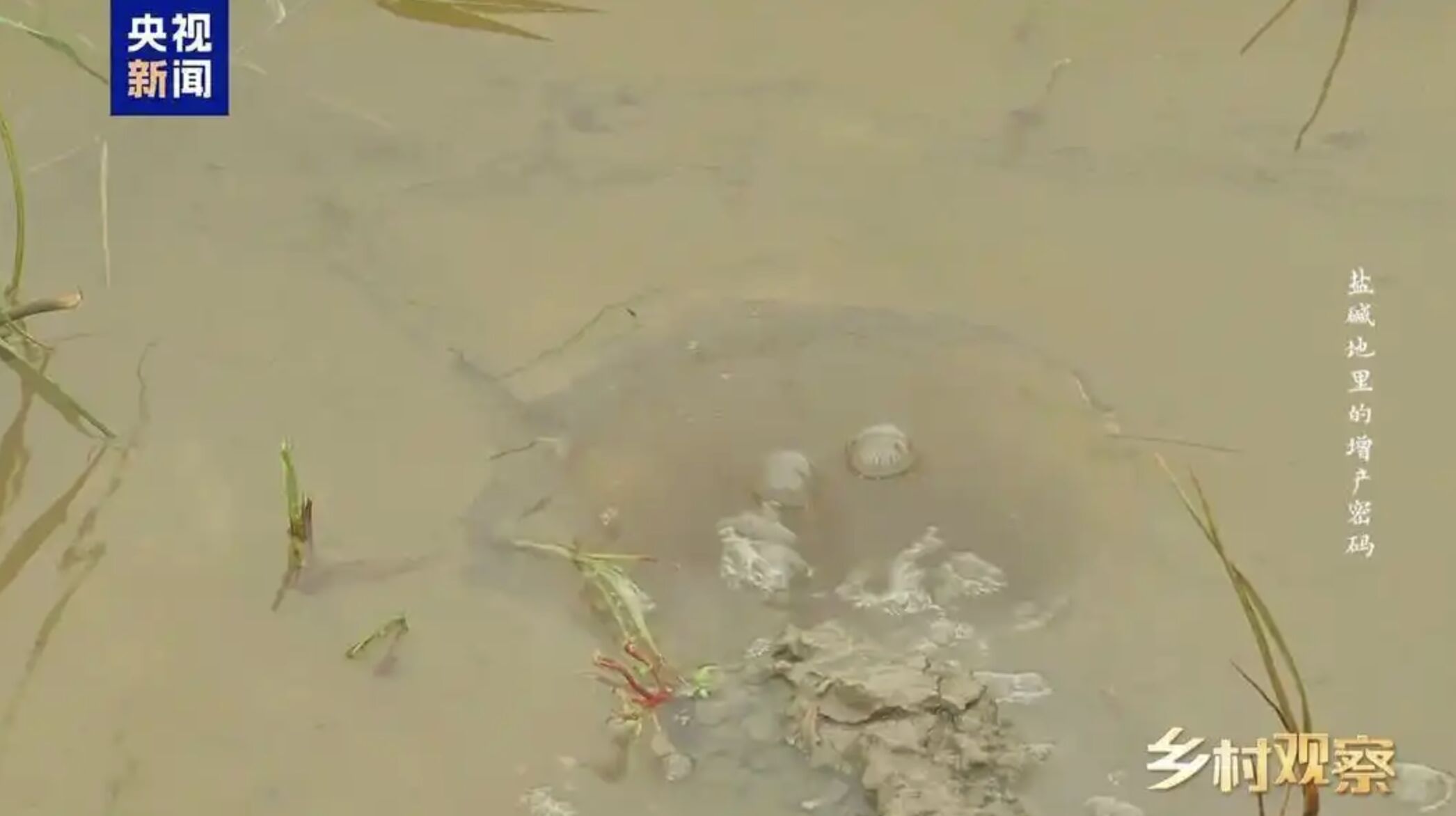 ▲大陸欲擺脫大豆對外依賴,極力在鹽鹼地實驗栽種新品種改良大豆。(圖/翻攝央視)