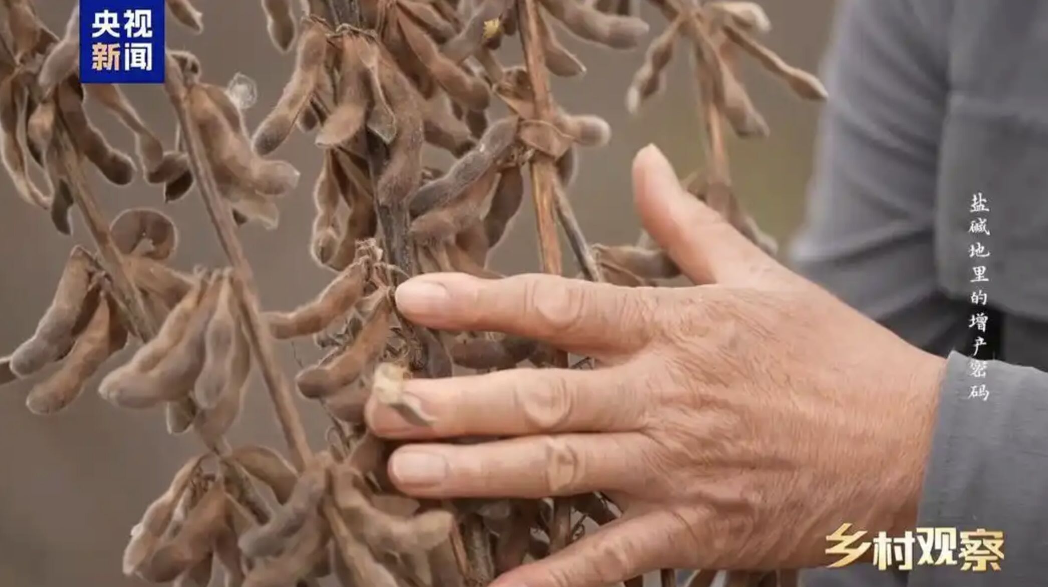 ▲大陸欲擺脫大豆對外依賴,極力在鹽鹼地實驗栽種新品種改良大豆。(圖/翻攝央視)