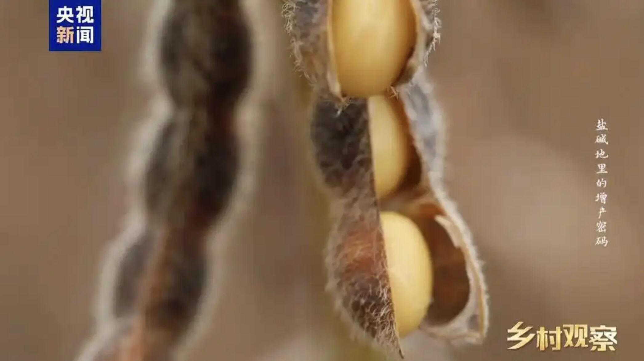 ▲大陸欲擺脫大豆對外依賴,極力在鹽鹼地實驗栽種新品種改良大豆。(圖/翻攝央視)