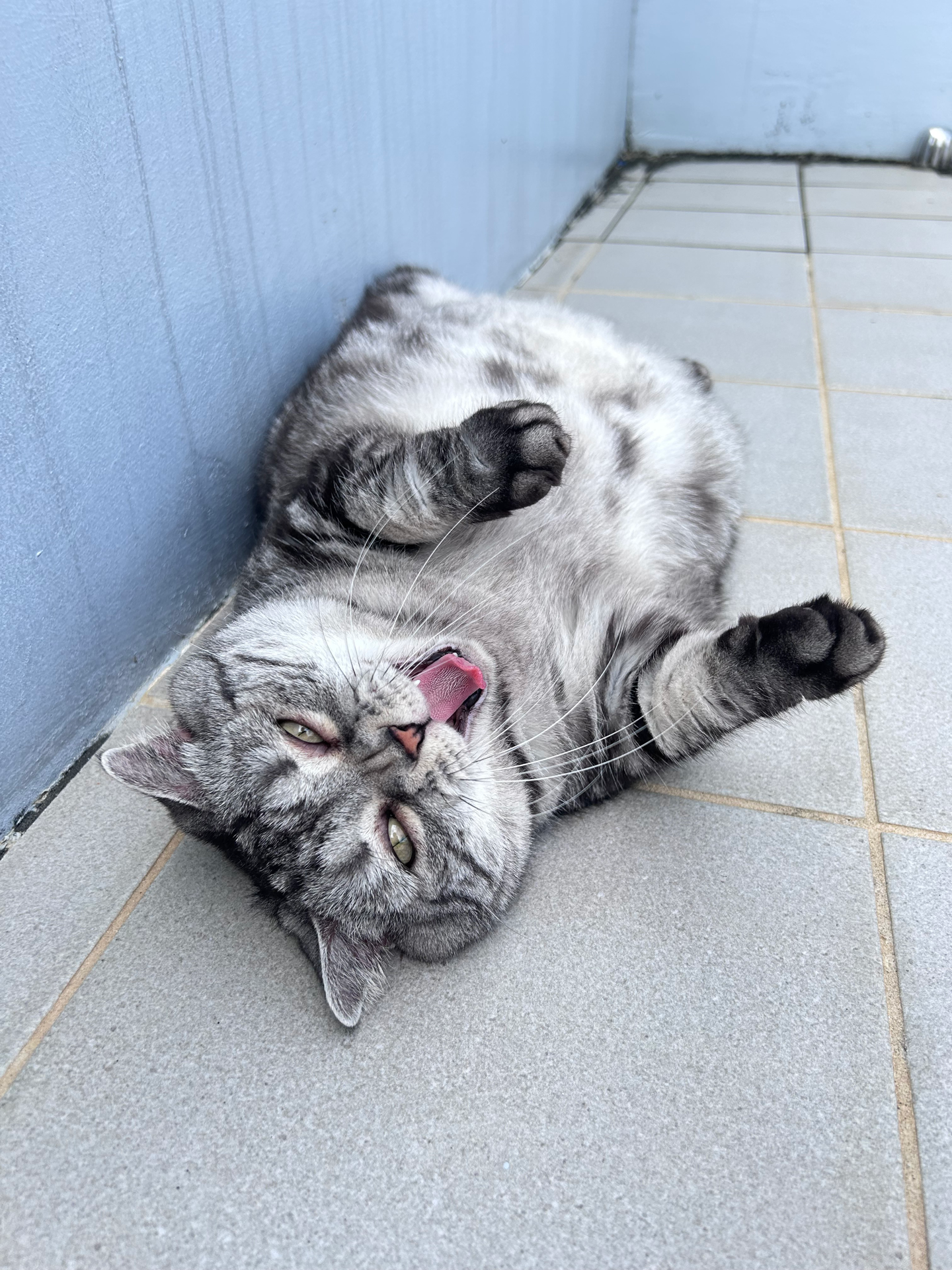 ▲美短「豬咪」超愛躺陽台曬太陽 圓滾滾身材惹網笑:怎麼有海豹?(圖/粉專 寶妹&寶迪喵嗚提供,請勿隨意翻拍,以免侵權。)