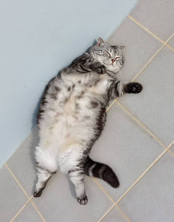 ▲美短「豬咪」超愛躺陽台曬太陽 圓滾滾身材惹網笑:怎麼有海豹?(圖/粉專 寶妹&寶迪喵嗚提供,請勿隨意翻拍,以免侵權。)