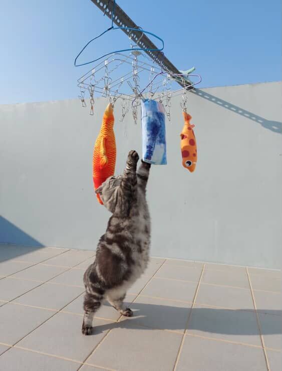 ▲美短「豬咪」超愛躺陽台曬太陽 圓滾滾身材惹網笑:怎麼有海豹?(圖/粉專 寶妹&寶迪喵嗚提供,請勿隨意翻拍,以免侵權。)