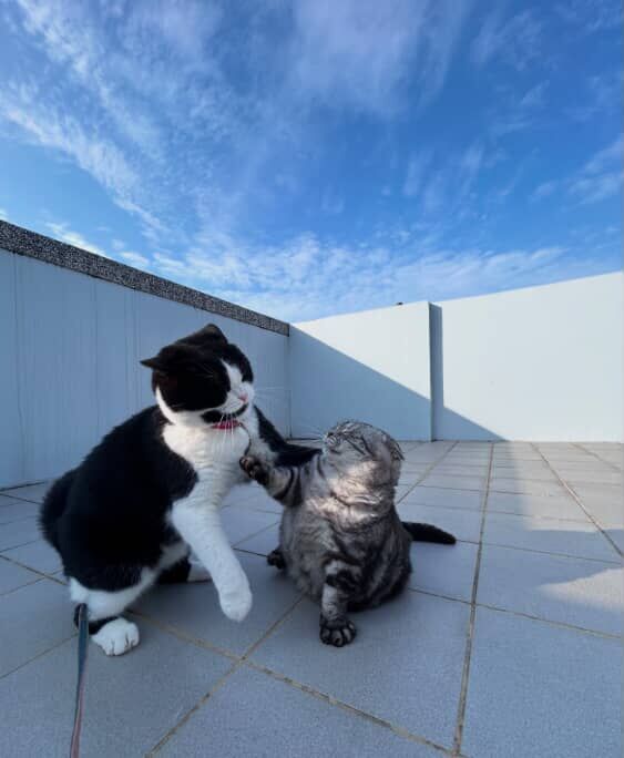 ▲美短「豬咪」超愛躺陽台曬太陽 圓滾滾身材惹網笑:怎麼有海豹?(圖/粉專 寶妹&寶迪喵嗚提供,請勿隨意翻拍,以免侵權。)