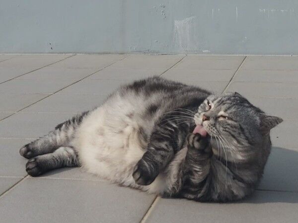 ▲美短「豬咪」超愛躺陽台曬太陽 圓滾滾身材惹網笑:怎麼有海豹?(圖/粉專 寶妹&寶迪喵嗚提供,請勿隨意翻拍,以免侵權。)