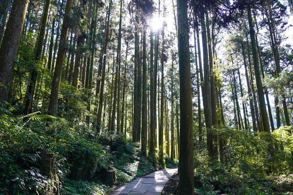 ▲▼阿里山。(圖/嘉義縣政府提供)