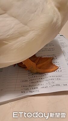 ▲。(圖/Threads提供,請勿隨意翻拍,以免侵權。)