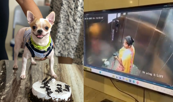 不滿狗吠太吵 狗保母「電梯內摔死小狗」飼主看監視器畫面心碎。(圖/翻攝自X)