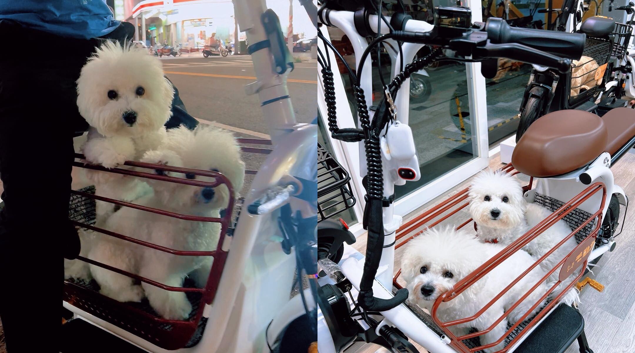 ▲寵物電動車爆出「買了不能上路」爭議。(圖/翻攝自業者臉書)