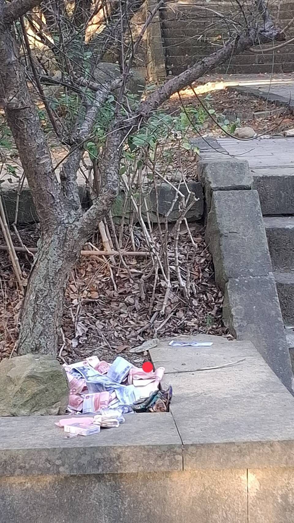 ▲苗栗市貓裏山忠烈祠廣場樹下,今早被發現散落7條黃金條和現金,警方急著尋找失主當中。(圖/記者楊永盛攝)