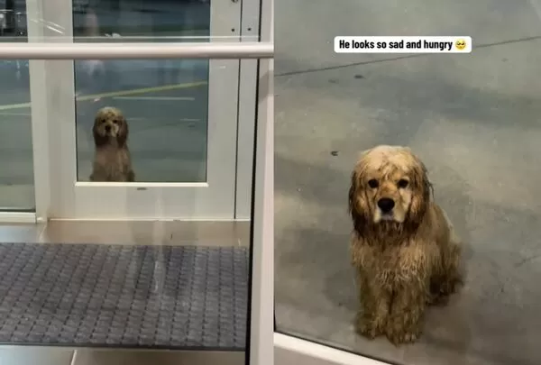 健身房遇見被拋棄浪浪 「淋濕小狗無助望門」女暖心救援網感動。(圖/翻攝自TikTok/pluto_orbits_earth)