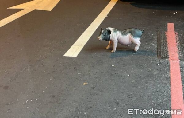 ▲太平有隻寵物豬半夜逛大街,違反規定,中市府表示,可重罰100萬元。(圖/民眾提供)