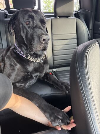 高山犬豆豆。(圖/有點毛毛的/Taiwan Motorcyclist Couple投稿)