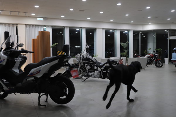 高山犬豆豆。(圖/有點毛毛的/Taiwan Motorcyclist Couple投稿)