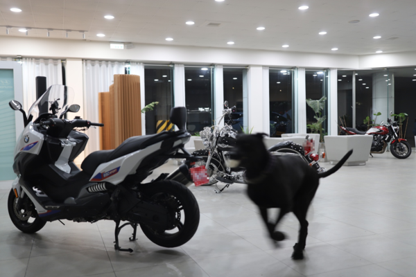 高山犬豆豆。(圖/有點毛毛的/Taiwan Motorcyclist Couple投稿)